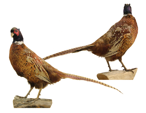 Bird specimen